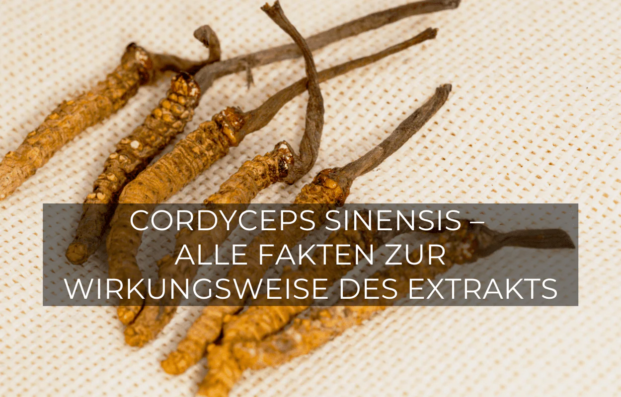 CORDYCEPS SINENSIS – ALLE FAKTEN ZUR WIRKUNGSWEISE DES EXTRAKTS