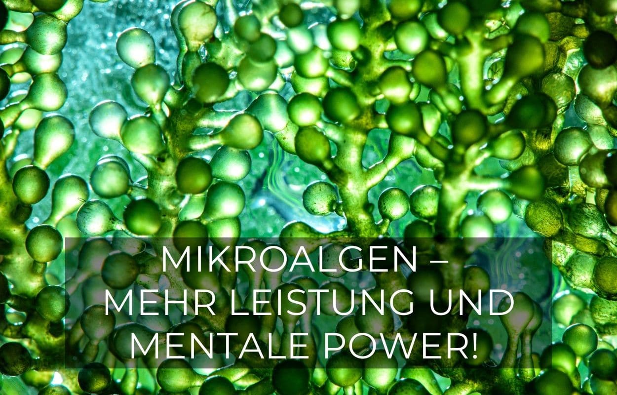 Mikroalgenöl: Wie können Mikroalgen deine Leistungsfähigkeit & mentale Power steigern?