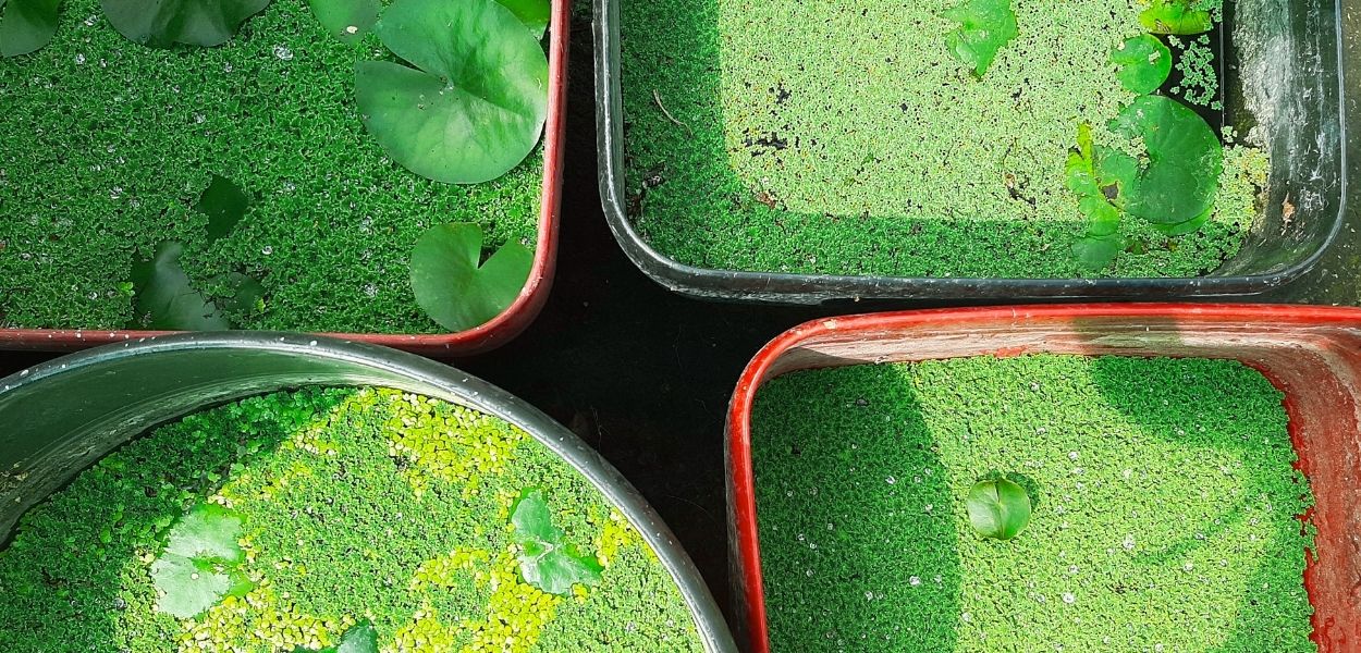 Mikroalgenöl kaufen - GREEN LEAN MARINE®