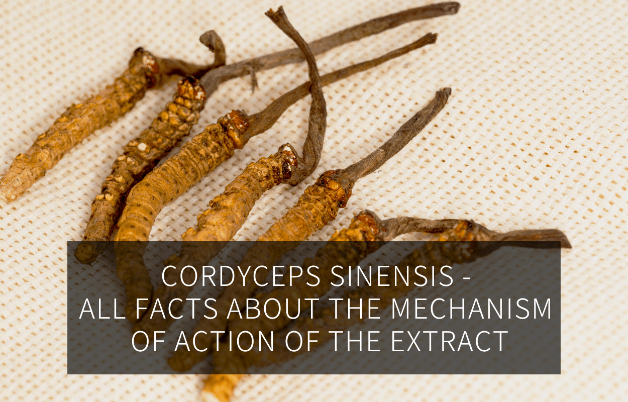 Cordyceps sinensis | GREEN LEAN MARINE®